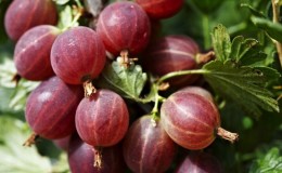 Gooseberry manis dengan Hinnonmaki Merah merah tua