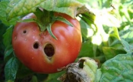 We bestrijden snel het ontdekte probleem van tomaten: er verschenen gaten in tomaten - wat te doen en hoe u uw gewas kunt redden