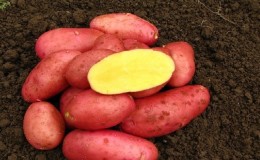 Medium early, unpretentious potato variety 