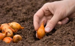 Merkmale und Schemata zum Pflanzen von Zwiebeln im Herbst vor dem Winter