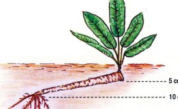 Schritt-für-Schritt-Anleitung zum Anpflanzen von Meerrettich im Herbst für Anfängergärtner