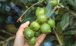 Di mana dan bagaimana kacang macadamia tumbuh dan bagaimana ia digunakan