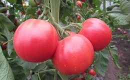 We grow from sowing to harvesting tomato 