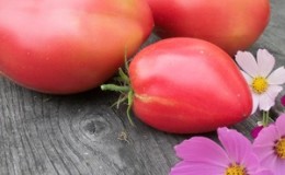 Heerlijke, zoete en sappige tomaten 