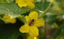 Was ist unfruchtbare Blumen auf Gurken und Merkmale seiner Behandlung, die Sie vielleicht nicht kennen