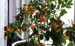 Makanan terbaik untuk pokok tangerine di rumah