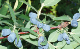 Honeysuckle 