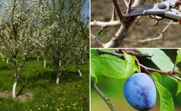 Schritt-für-Schritt-Anleitung zum Beschneiden von Pflaumen im Sommer mit eigenen Händen