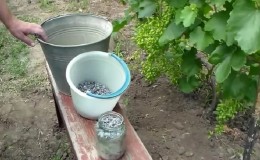 De nodige topdressing van druiven in de zomer en de regels voor de introductie ervan