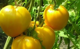 The newest promising variety that you will like - the tomato 