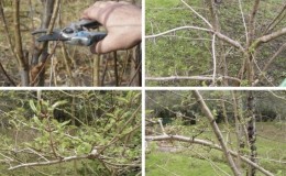 Wie man Viburnum im Herbst richtig beschneidet (normal und dekorativ)