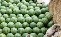 Bei welcher Temperatur und wie viel Wassermelone gelagert wird