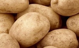 Medium late potato variety Tuleevsky, popular among gardeners