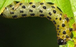 Wie, wann und wie werden Stachelbeeren von Raupen verarbeitet, wenn bereits Beeren vorhanden sind