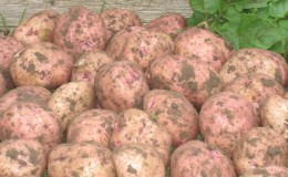 Ilyinsky potato variety suitable for any soil and climatic conditions