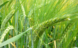 Mga katangian ng mga varieties ng barley: Karapat-dapat, Duncan, Harlem at iba pa