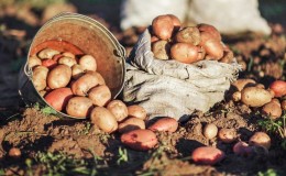 Hoe u een goede aardappeloogst op uw perceel krijgt, zelfs op een klein oppervlak