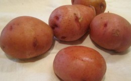 An unpretentious mid-season potato variety 