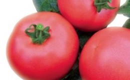 An early ripe hybrid from French breeders - tomato 