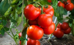 Starke, widerstandsfähige Büsche für offenen Boden - Tomate 