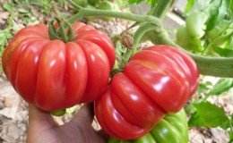 An extremely unusual variety from Siberian breeders - the Japanese crab tomato, which will not leave anyone indifferent