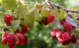 Sommer Himbeer Pflege Anweisungen für Anfänger und Ratschläge von erfahrenen Gärtnern