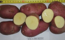 High-yielding potato variety 