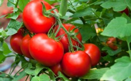 We grow a rich harvest in the open field - the resistant tomato 