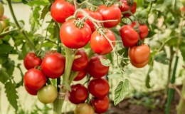 Eine der besten frühreifen und unprätentiösen Sorten - Tomate 