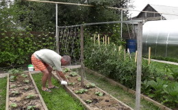 Anleitung zur Bildung von Gurken auf einem Spalier auf freiem Feld für Anfänger im Sommer