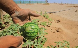 Was ist eine Wassermelone: ​​Zu welcher Familie gehören die Früchte, was sind sie und wie sind sie nützlich?