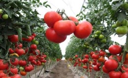 Was sind Tomaten? Hauptunterschiede und Merkmale der Wahl