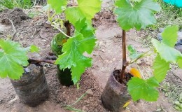 Hoe druiven op de juiste manier in de lente in de volle grond te planten