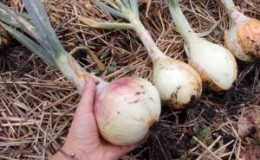 Zwiebeln ernten und lagern: wenn es Zeit ist, aus dem Garten zu graben