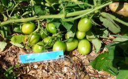 Wie man Tomaten in einem Gewächshaus mit geschnittenem Gras und anderen Materialien richtig mulcht