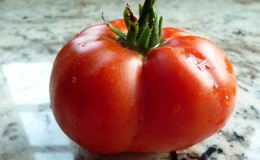 Tomato Em Champion: kenmerken en beschrijving van de variëteit, beoordelingen van degenen die tomaten hebben geplant en foto's