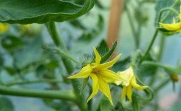 Wat als de tomaten in de kas bloeien, maar er is geen eierstok?