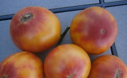 The variety that will become your favorite is the Grapefruit tomato: large, unpretentious in care and amazingly tasty