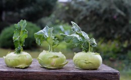 Kohlrabi-Kohl pflanzen, anbauen und pflegen