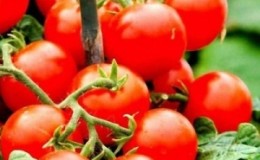 A popular and beloved variety of sweet and sour cherry tomatoes: the Japanese brush tomato and its benefits