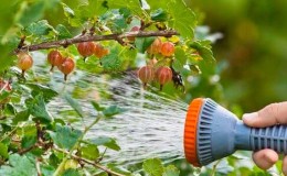 Wie reichlich und wie oft werden im Sommer Stachelbeeren und Johannisbeeren gegossen