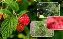 Anleitung zur Verarbeitung von Himbeeren im Sommer gegen Krankheiten und Schädlinge