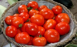 Bella Rosa hybrid tomato and how to grow it correctly