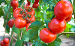 Helder en smakelijk Nederlands tomatenras 