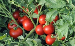 Eine beliebte Sorte, die von vielen Gärtnern geliebt wird: die Samara-Tomate und ihre Vorteile gegenüber anderen Tomatensorten