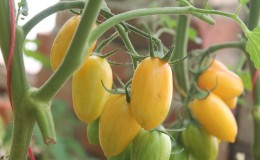 Versatile and easy-care miniature tomatoes 