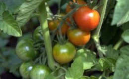 Geheimen van competente tomatenverzorging: hoe tomaten met gist in een kas te voeren en wat het zal geven