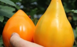 The record holder for the content of nutrients is the Orange Heart tomato