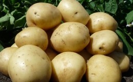 Mid-season unpretentious potato variety 