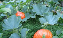 Wann man einen Kürbis aus einem Garten in der Region Leningrad entfernt und wie man ihn richtig lagert, damit er sich nicht verschlechtert